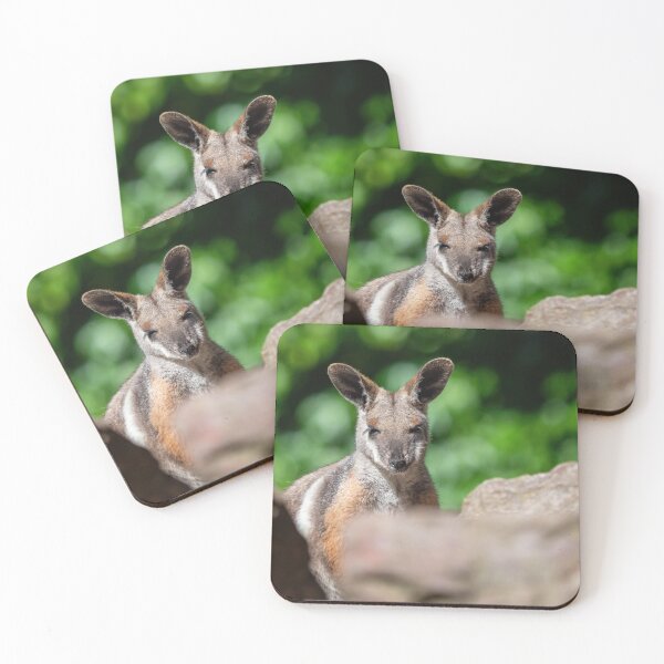Item preview, Yellow footed rock wallaby sitting on a rock designed and sold by LubosChlubny.