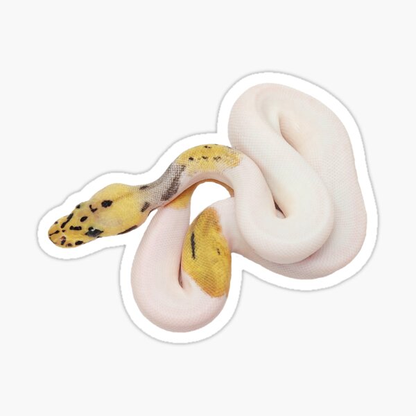 Item preview, ball python morph sticker - Pastel Leopard Clown Pied sticker designed and sold by BDesignerMorphs.