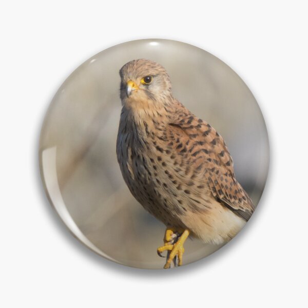 Item preview, Kestrel designed and sold by LaurenTucker.