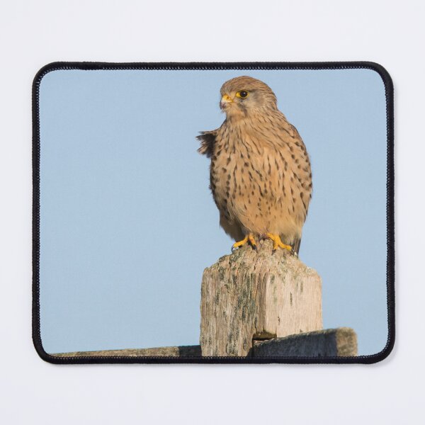 Item preview, Kestrel designed and sold by LaurenTucker.