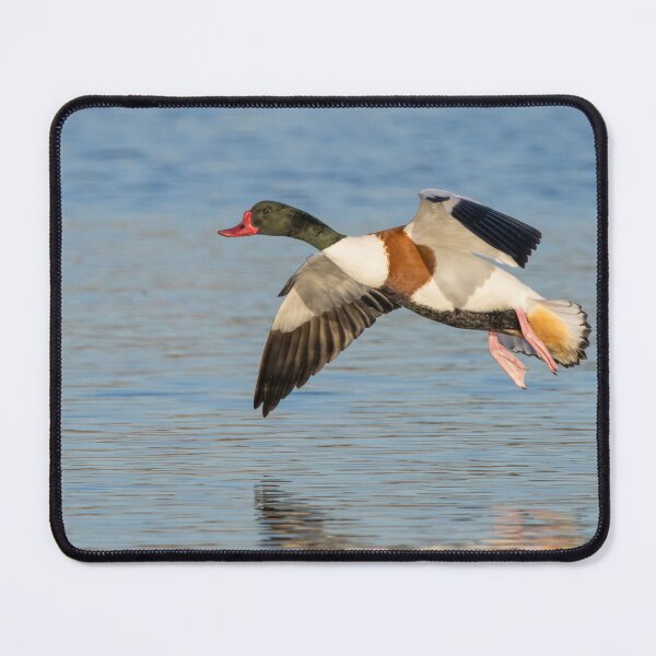 Item preview, Shelduck designed and sold by LaurenTucker.