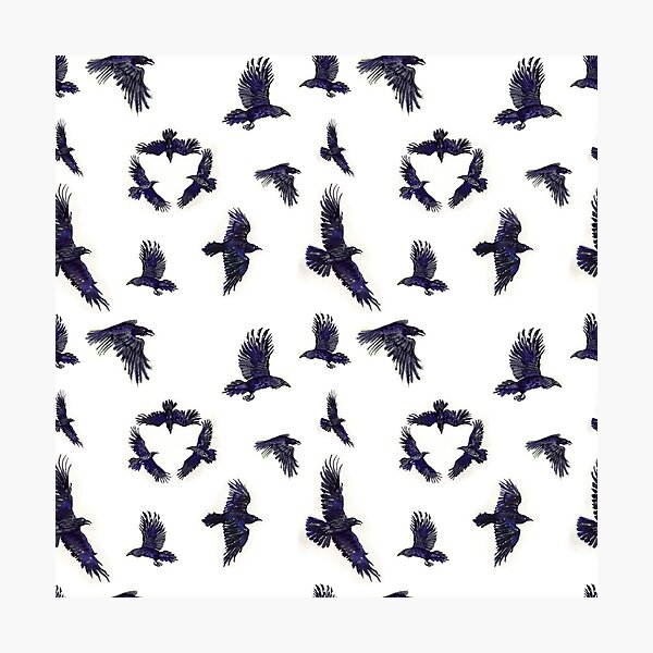 flock of ravens Photographic Print