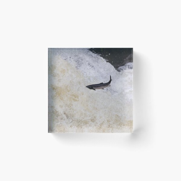 Item preview, Copy of Leaping salmon designed and sold by chanonry.