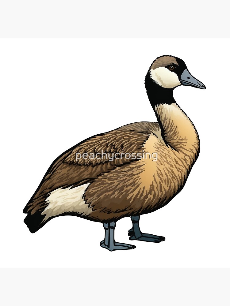 Goose, geese set of illustrations, cute cartoon drawings. Animal