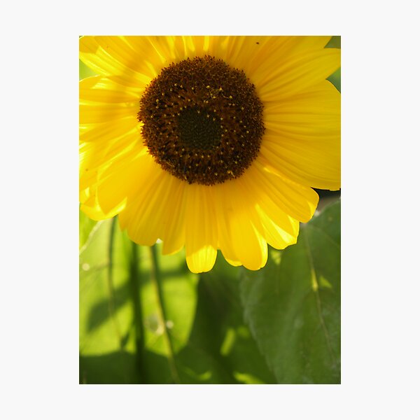 Sunflower in Late Afternoon Photographic Print