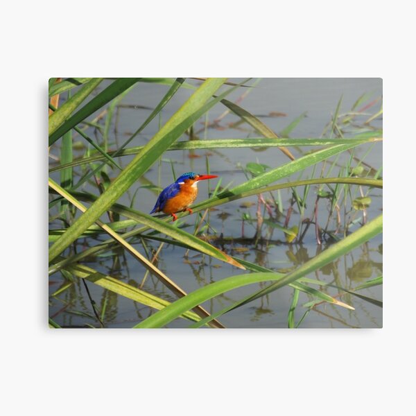 Malachite Kingfisher Metal Print