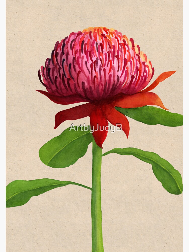 "Waratah, Australian Native flower" Sticker for Sale by ArtbyJudyB