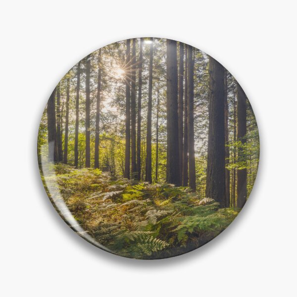 Item preview, Acquerino nature reserve forest. Trees and ferns in the morning. Tuscany, Italy. designed and sold by Stefano Orazzini.