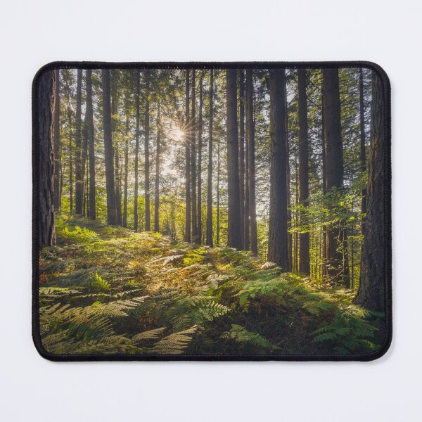 Item preview, Acquerino nature reserve forest. Trees and ferns in the morning. Tuscany, Italy. designed and sold by Stefano Orazzini.