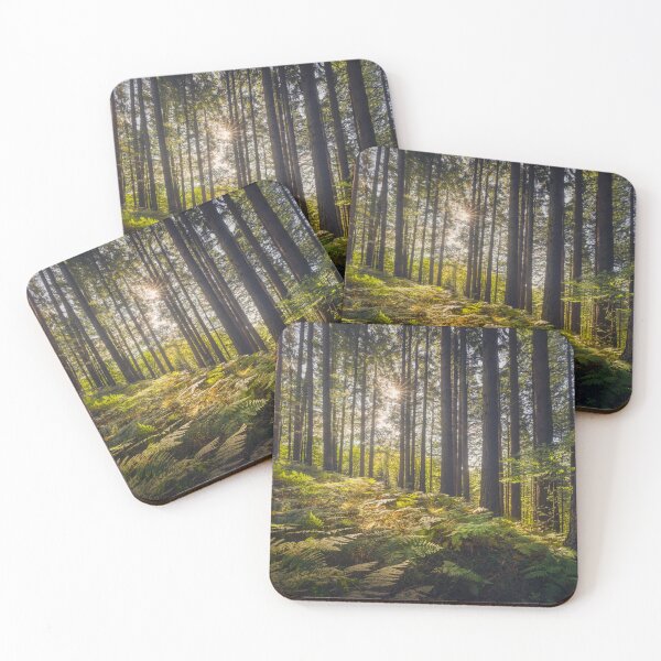 Item preview, Acquerino nature reserve forest. Trees and ferns in the morning. Tuscany, Italy. designed and sold by Stefano Orazzini.