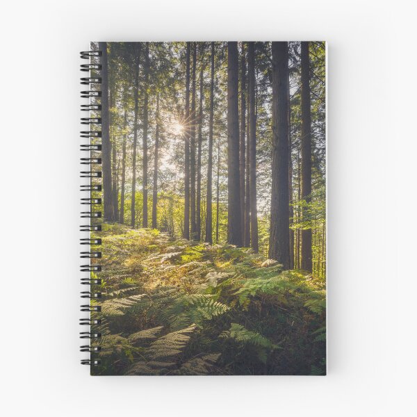 Item preview, Acquerino nature reserve forest. Trees and ferns in the morning. Tuscany, Italy. designed and sold by Stefano Orazzini.