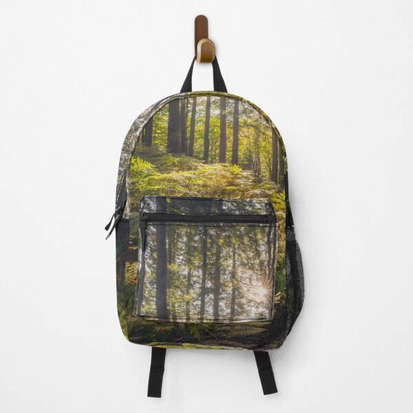 Item preview, Acquerino nature reserve forest. Trees and ferns in the morning. Tuscany, Italy. designed and sold by Stefano Orazzini.
