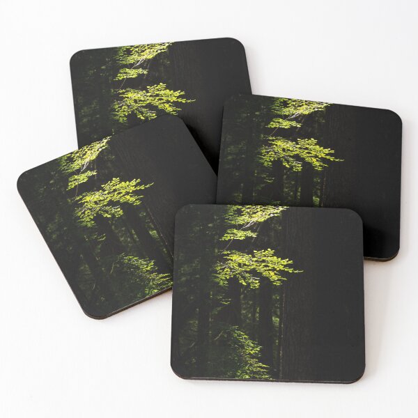 Item preview, Saplings Soak up the Sun in the Old Growth Rainforest designed and sold by JenneRPhoto.