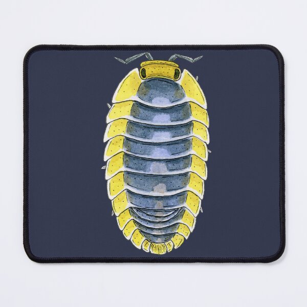Item preview, Cubaris sp. "Lemon Blue" Isopod designed and sold by paintedpansy.