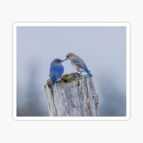 Two Bluebirds Sticker