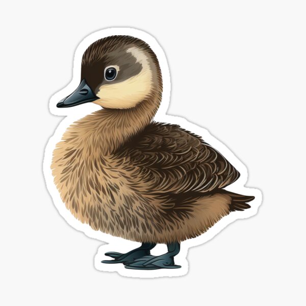 Illustrated Native Bird Stickers