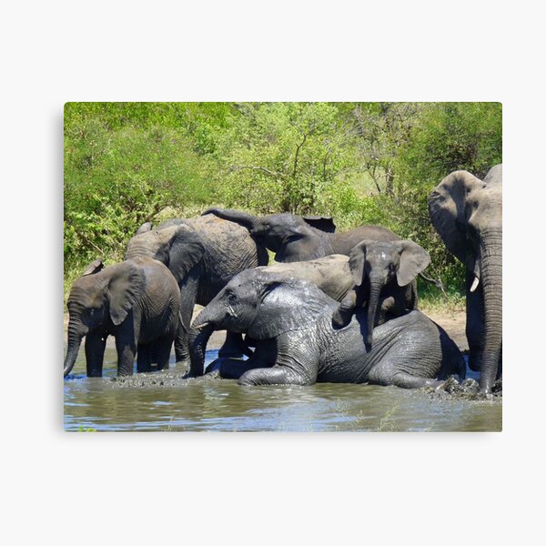 Bathing Beauties. Canvas Print