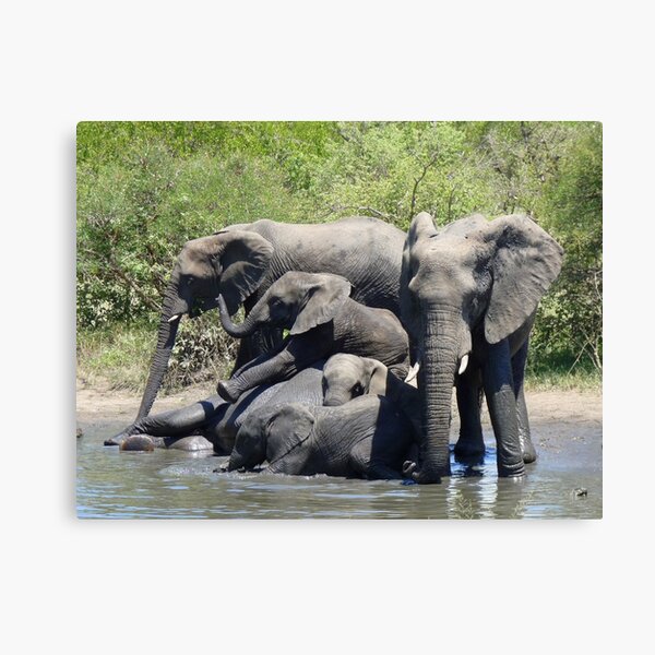 'An Ele Melee' Canvas Print