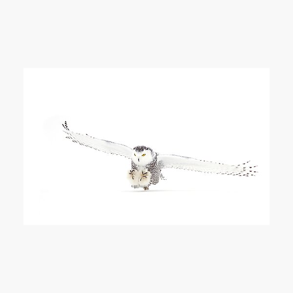 Item preview, Snowy Owl on the hunt designed and sold by James Cumming.