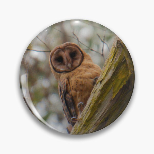 RAPTOR ~ Masked Owl by David Irwin Dz6UDsMm Pin