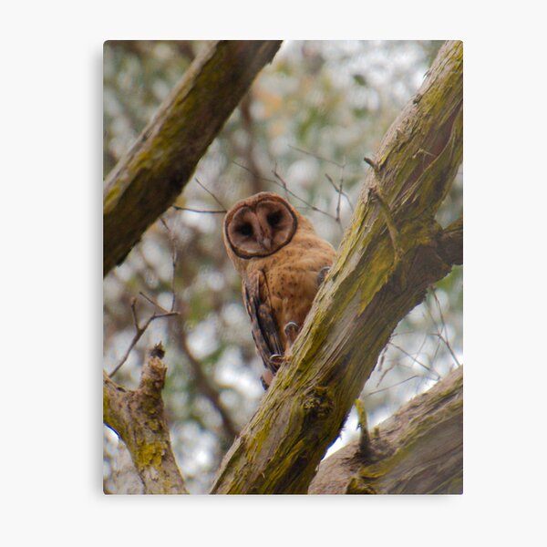 RAPTOR ~ Masked Owl by David Irwin Dz6UDsMm Metal Print
