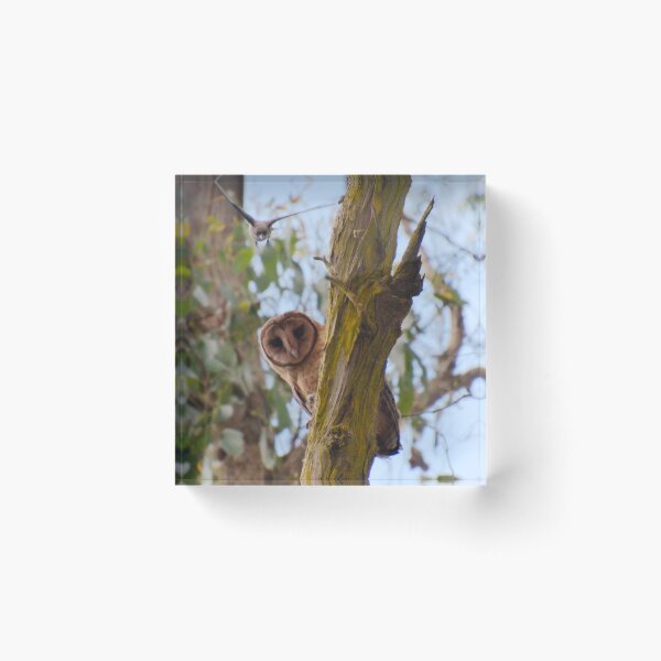 RAPTOR ~ Masked Owl by David Irwin ENiNeozD Acrylic Block