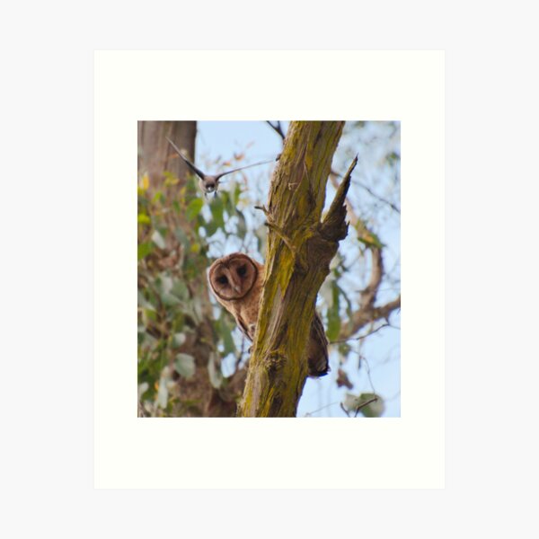 RAPTOR ~ Masked Owl by David Irwin ENiNeozD Art Print