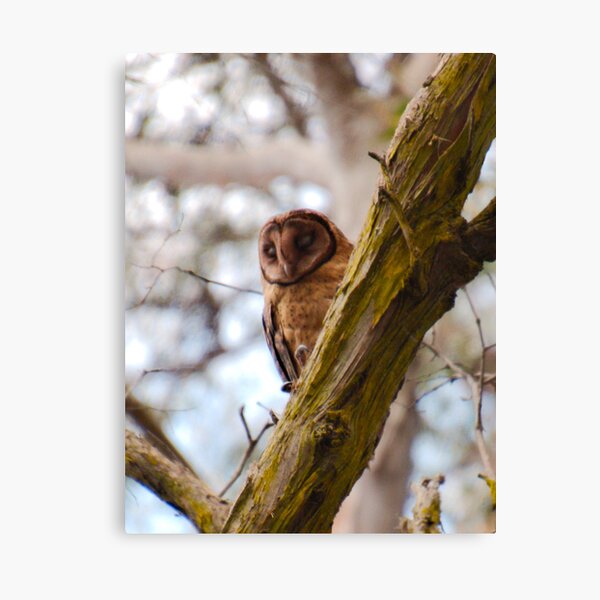 RAPTOR ~ Masked Owl by David Irwin FaFgaYNH Canvas Print