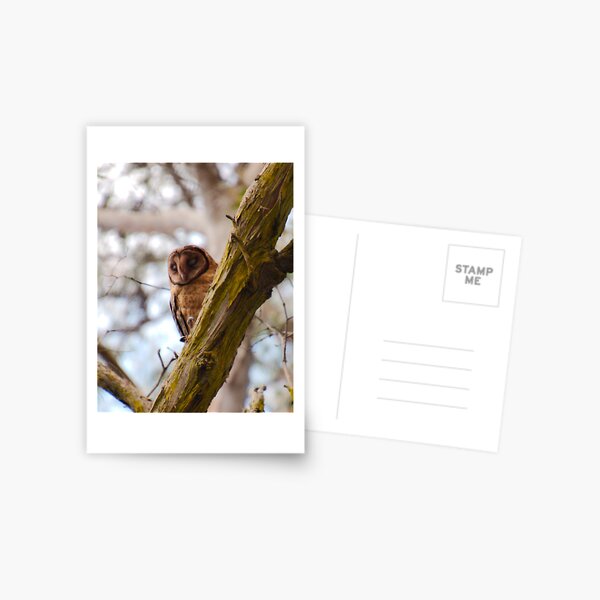 RAPTOR ~ Masked Owl by David Irwin FaFgaYNH Postcard