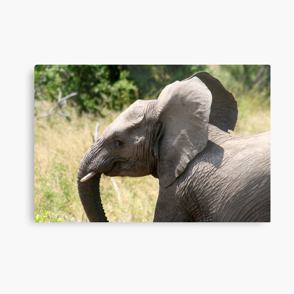 Exuberant Little Ele Metal Print
