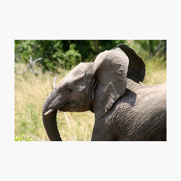 Exuberant Little Ele Photographic Print
