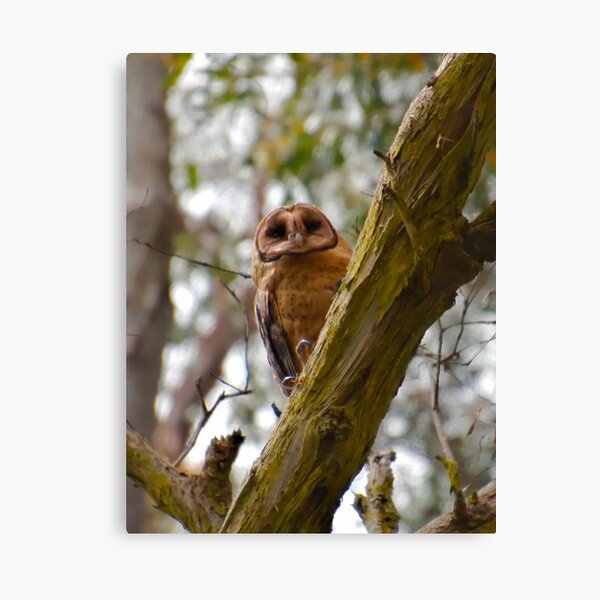 RAPTOR ~ Masked Owl by David Irwin kUQQ958d Canvas Print