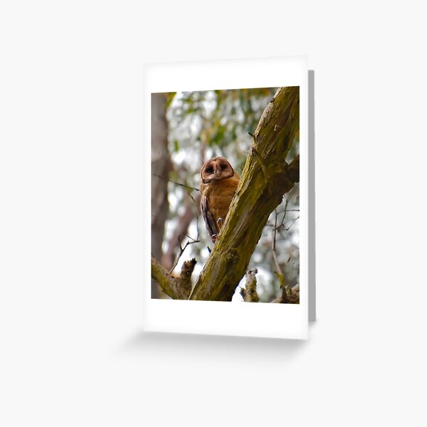RAPTOR ~ Masked Owl by David Irwin kUQQ958d  Greeting Card