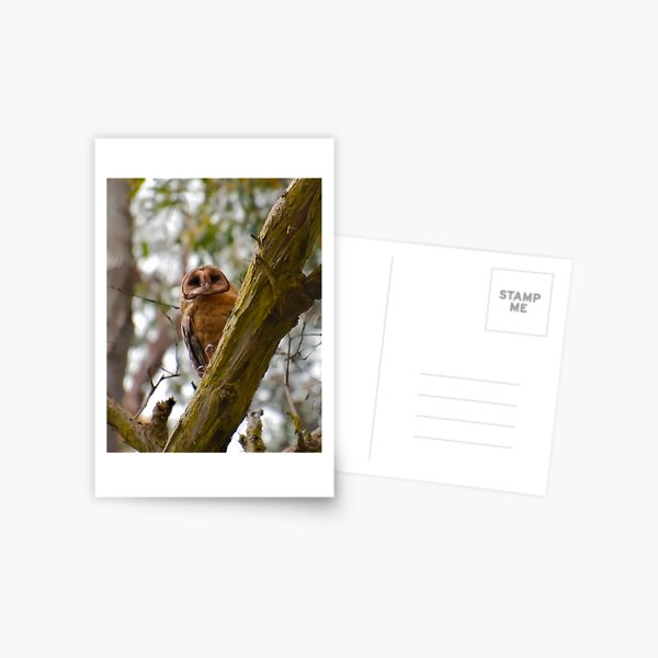 RAPTOR ~ Masked Owl by David Irwin kUQQ958d Postcard