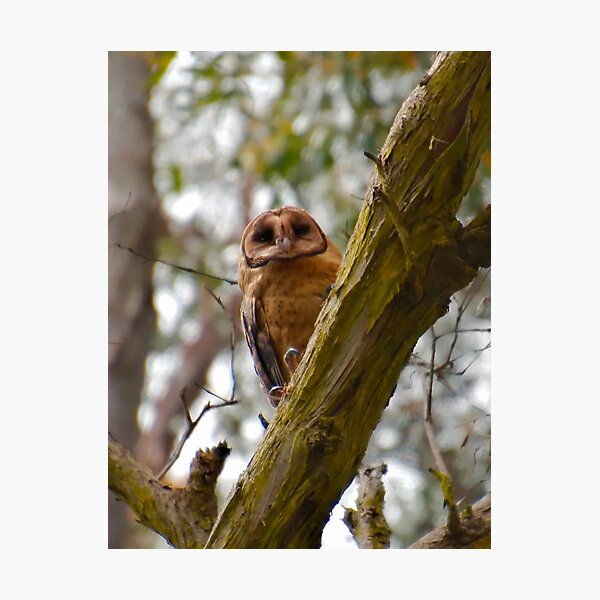 RAPTOR ~ Masked Owl by David Irwin kUQQ958d Photographic Print