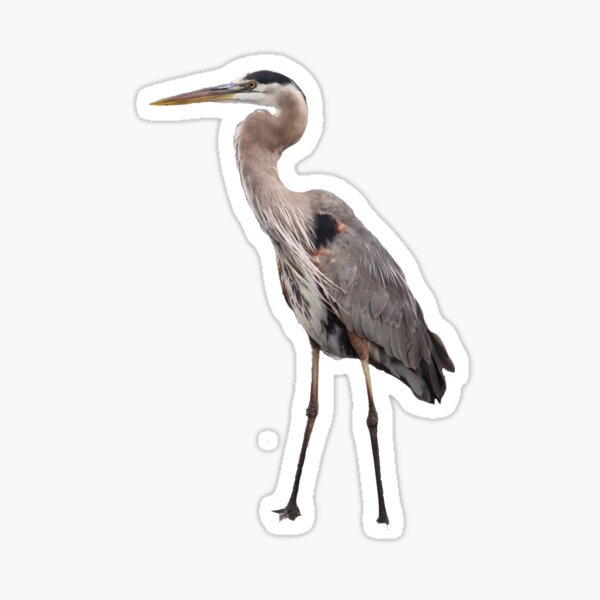 Item preview, Bird Great Blue Heron designed and sold by Jessica Weiss.