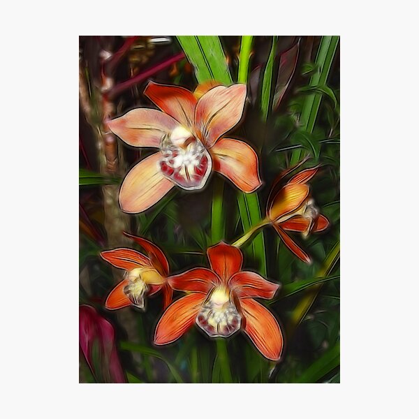 ORCHIDS Photographic Print