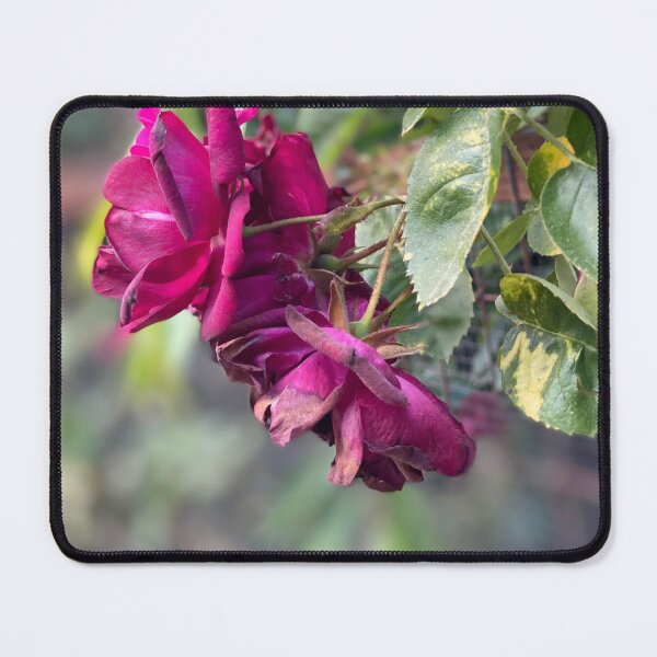 Item preview, Dropping Petals designed and sold by Devonclima.