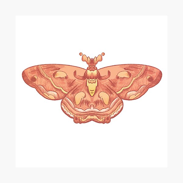 King moth Sticker for Sale by Morganicz