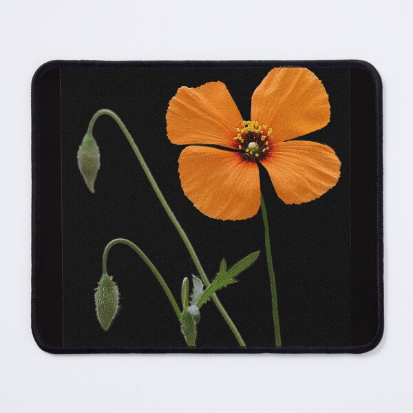 Item preview, A Touch Of Orange designed and sold by CarolM.
