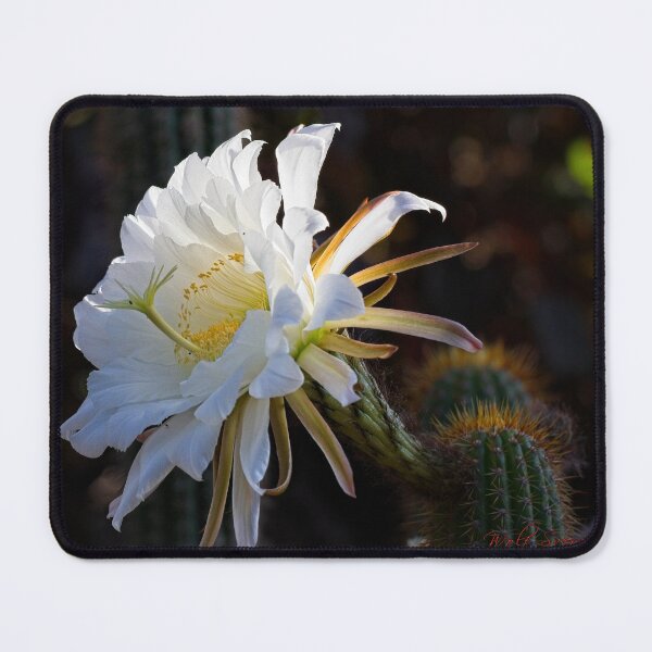 Item preview, First Closeups in 2023 (14) designed and sold by Wolf Sverak Photography.
