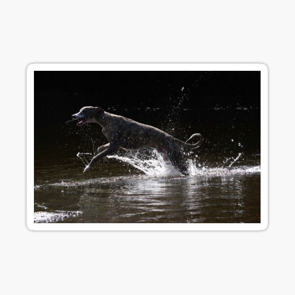 Whippet playing in water Sticker