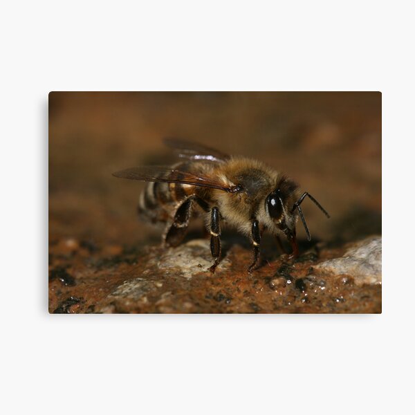 Could I Bee Closer Canvas Print