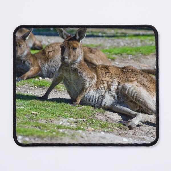 Item preview, Kangaroo Resting designed and sold by Rick Knowles Photo Art.