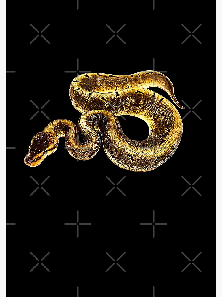 Ball Python Axanthic Pied Snake Poster for Sale by Elarex