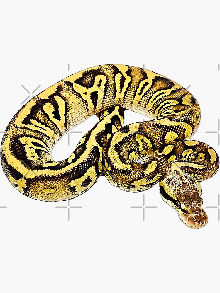Ball Python Axanthic Pied Snake Poster for Sale by Elarex