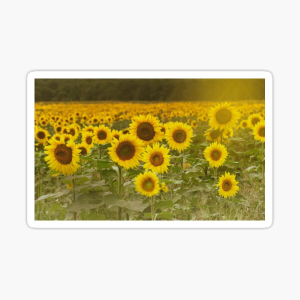 Sunlit field of Sunflowers Sticker