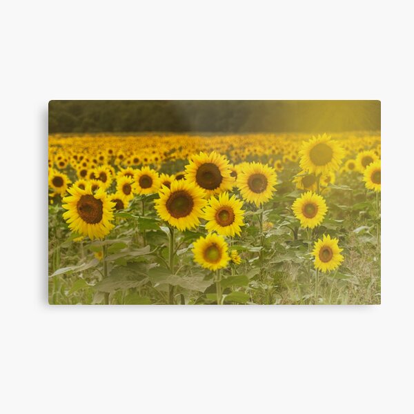 Sunlit field of Sunflowers Metal Print