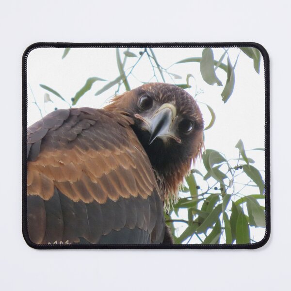 Item preview, Wedgetail eagle designed and sold by J7Simpson.