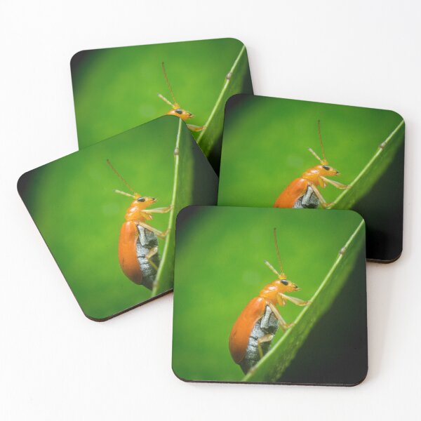 Item preview, A red pumpkin beetle (Aulacophora foveicollis) designed and sold by AvonPerception.